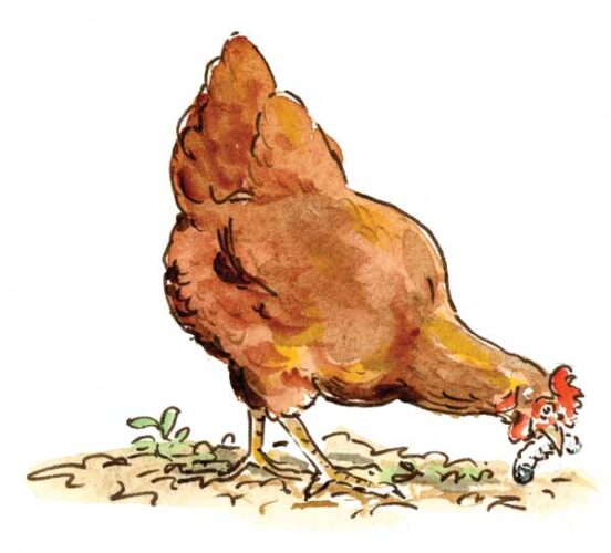 Chickens in the Garden: Organic Pest Control